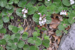 Слика од Teucrium pyrenaicum subsp. pyrenaicum