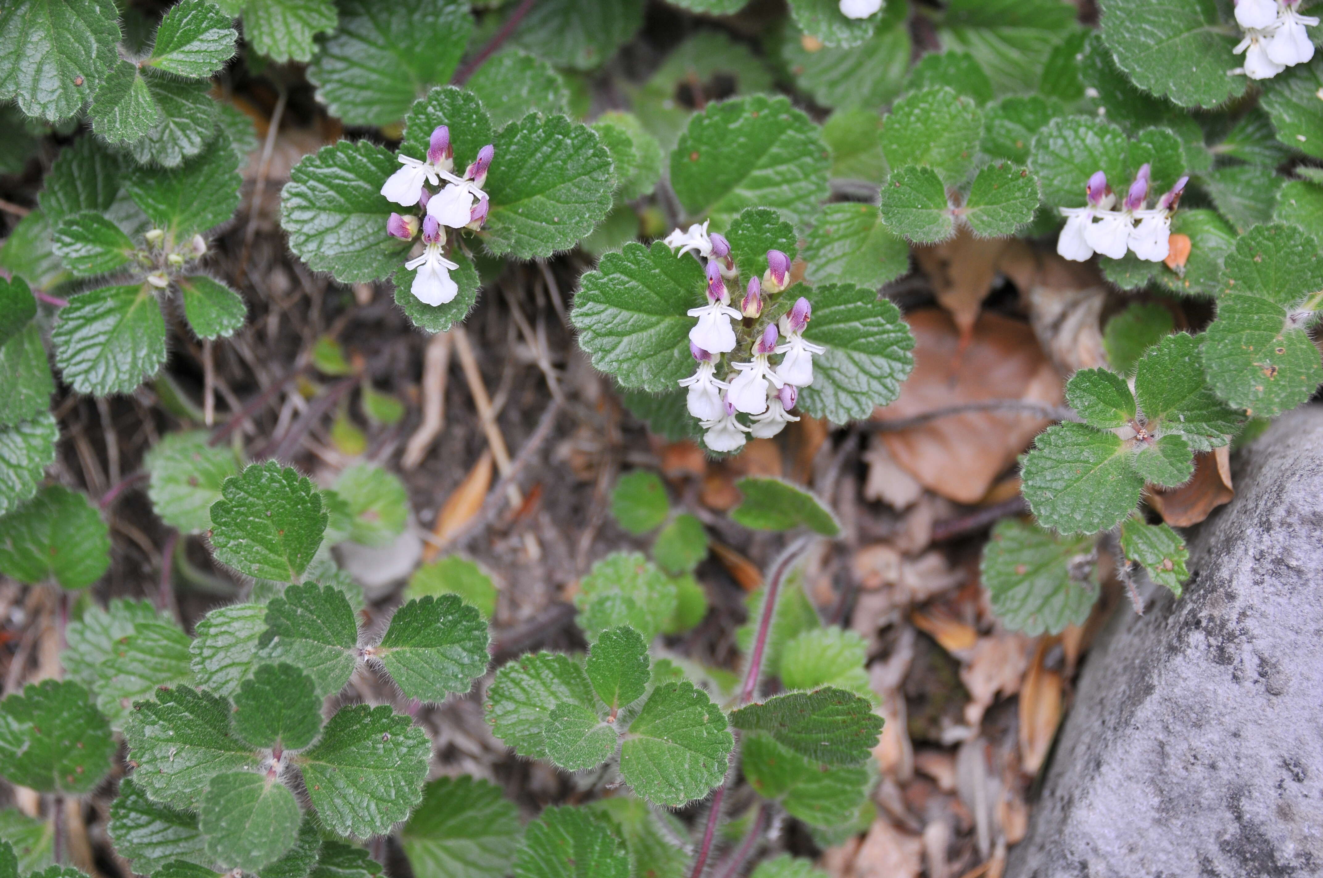 Слика од Teucrium pyrenaicum subsp. pyrenaicum