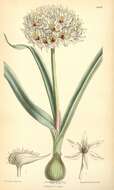 Image of Allium erdelii Zucc.