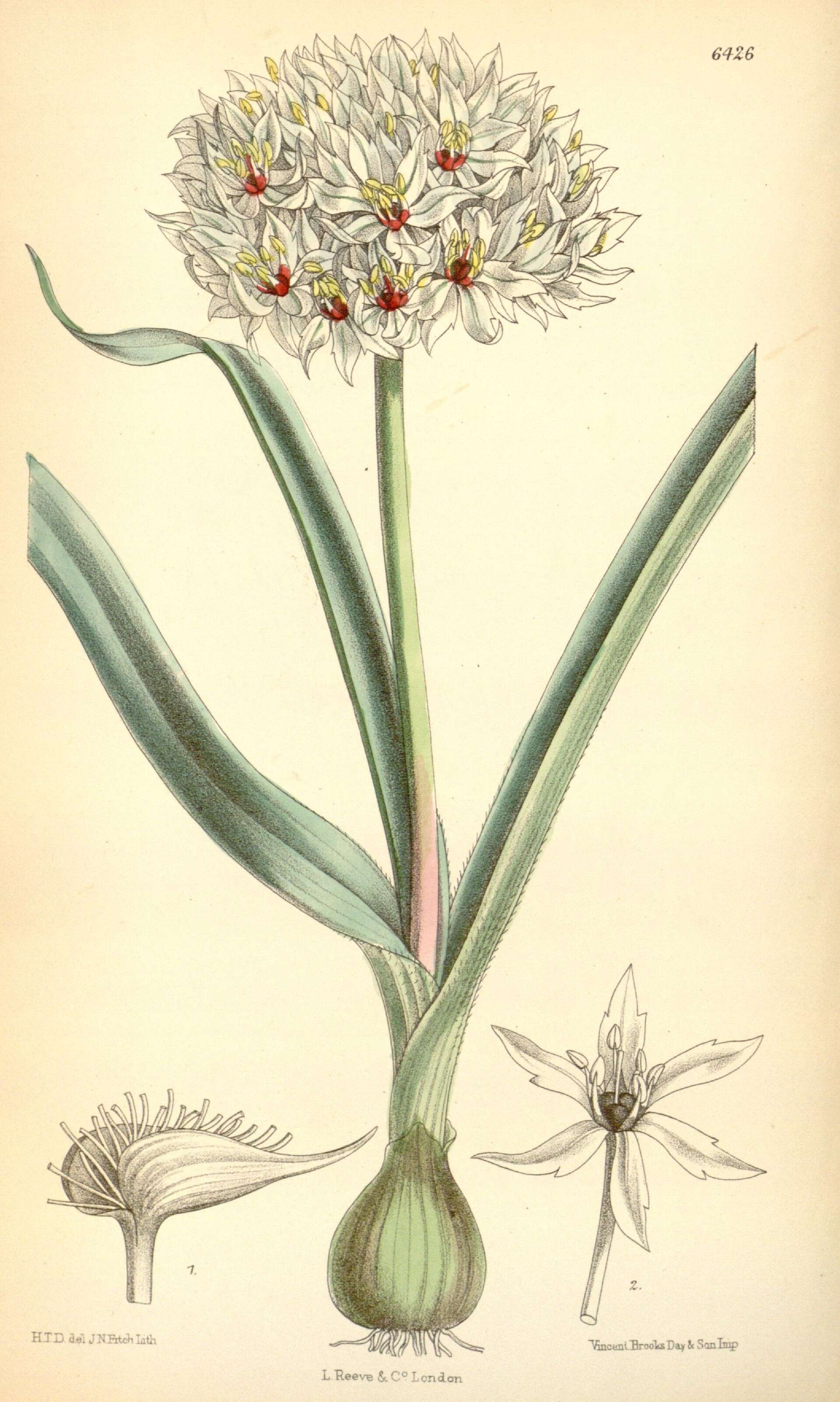Image of Allium erdelii Zucc.