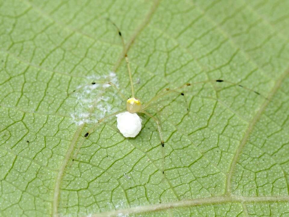 Image of Theridion