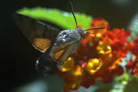 Image of humming-bird hawk moth