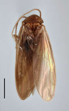 Image of Nocticola adebratti Roth & L. M. 1994