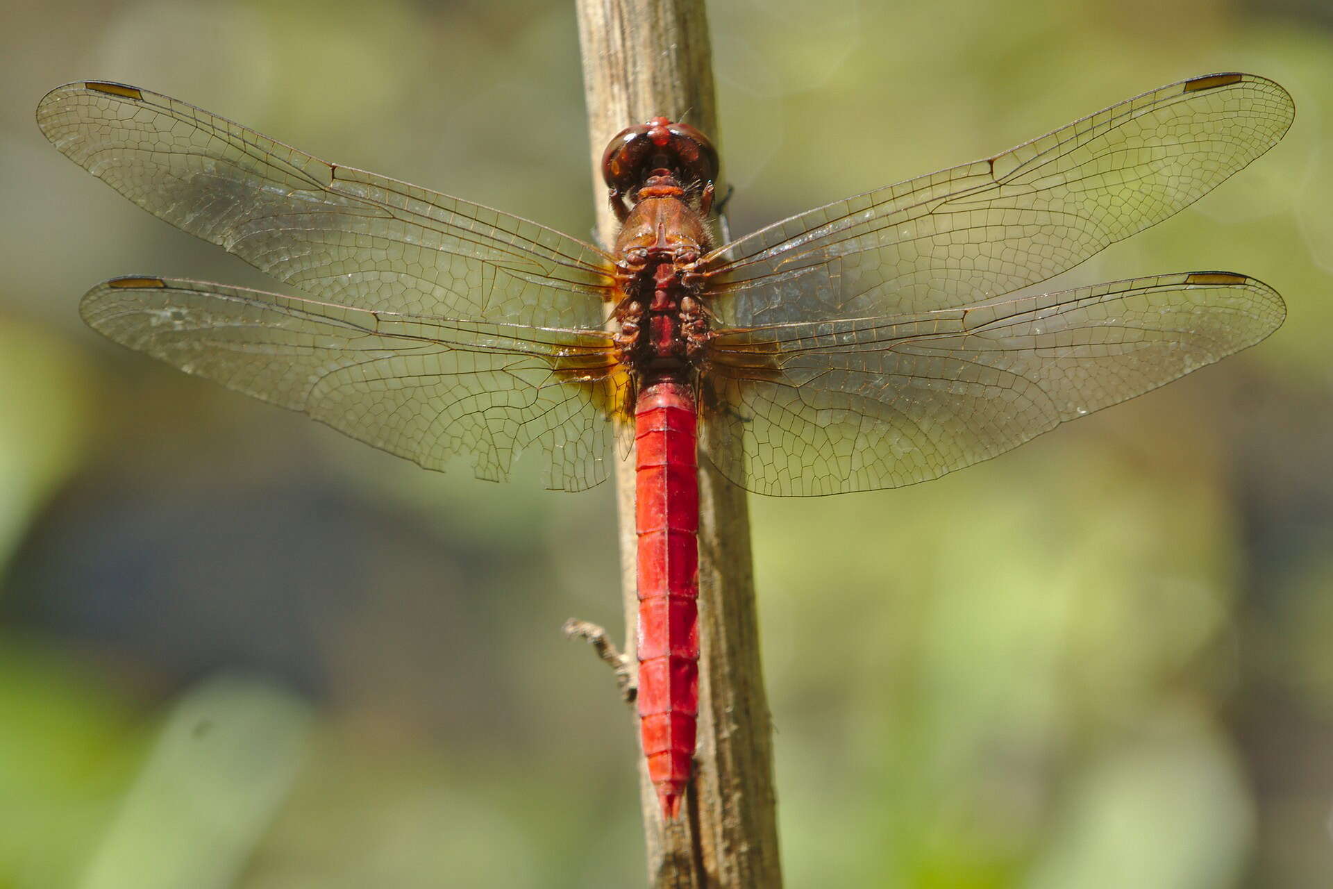 Слика од Rhodothemis lieftincki Fraser 1954