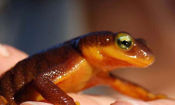 Image of Western North American newts