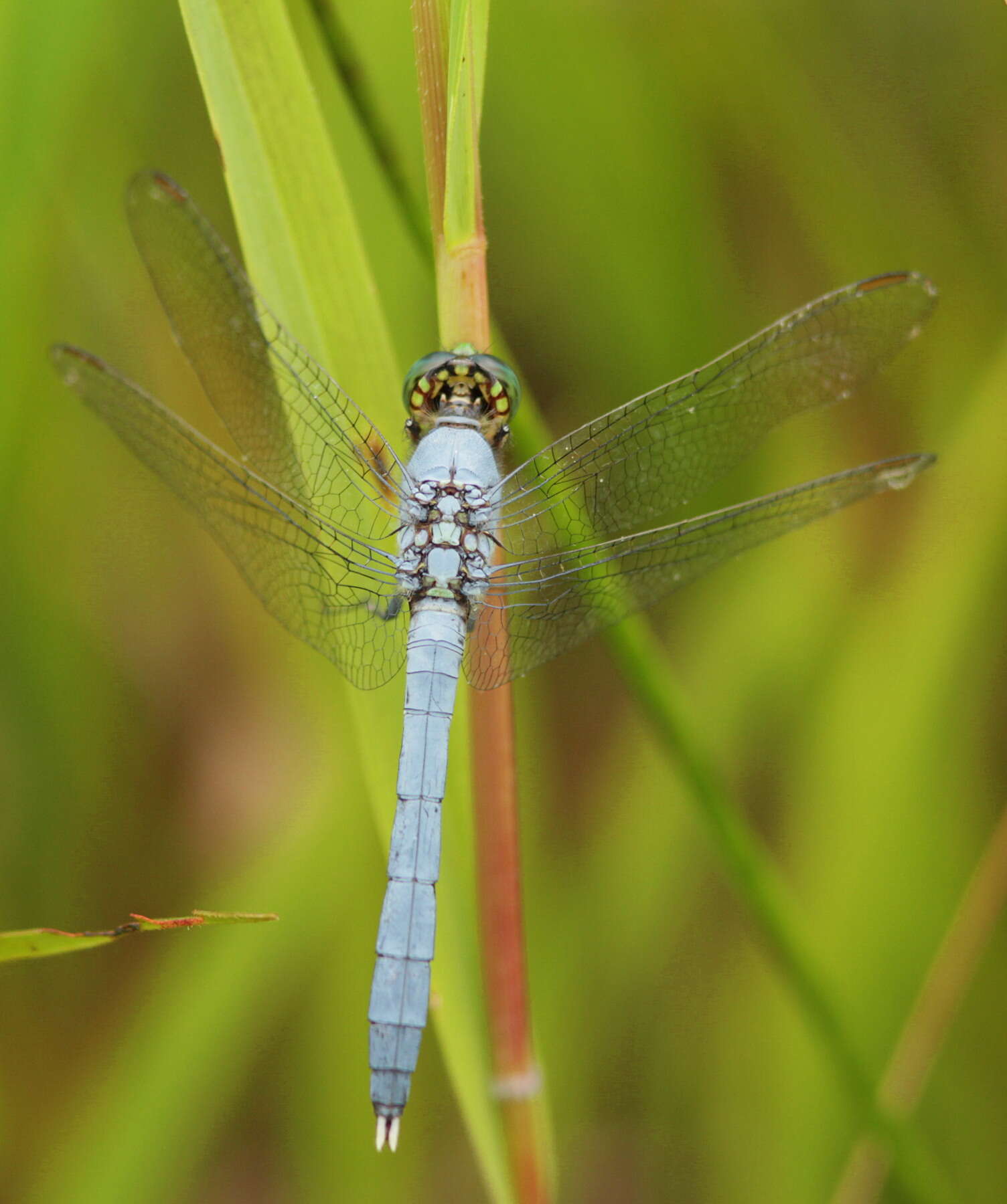 Image of Eastern Pondhawk