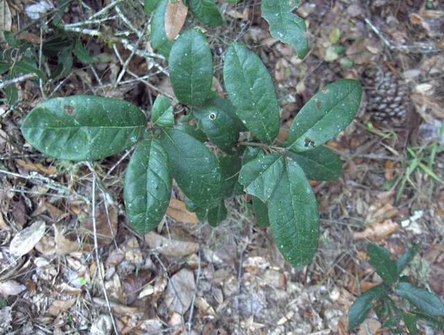 Sivun Quercus minima (Sarg.) Small kuva