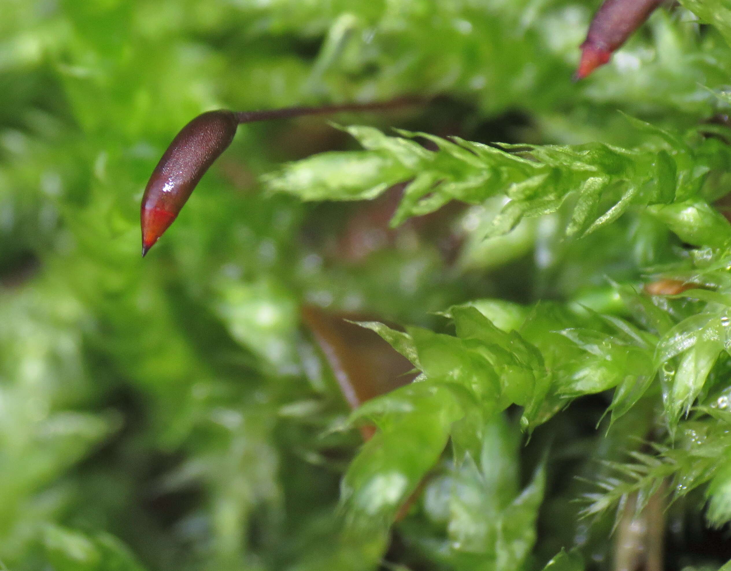 Image of brachythecium moss