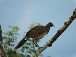 Image of Gray-headed Chachalaca