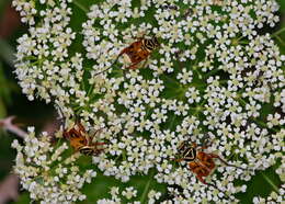 Image of Delta Flower Scarab