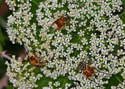 Image of Delta Flower Scarab