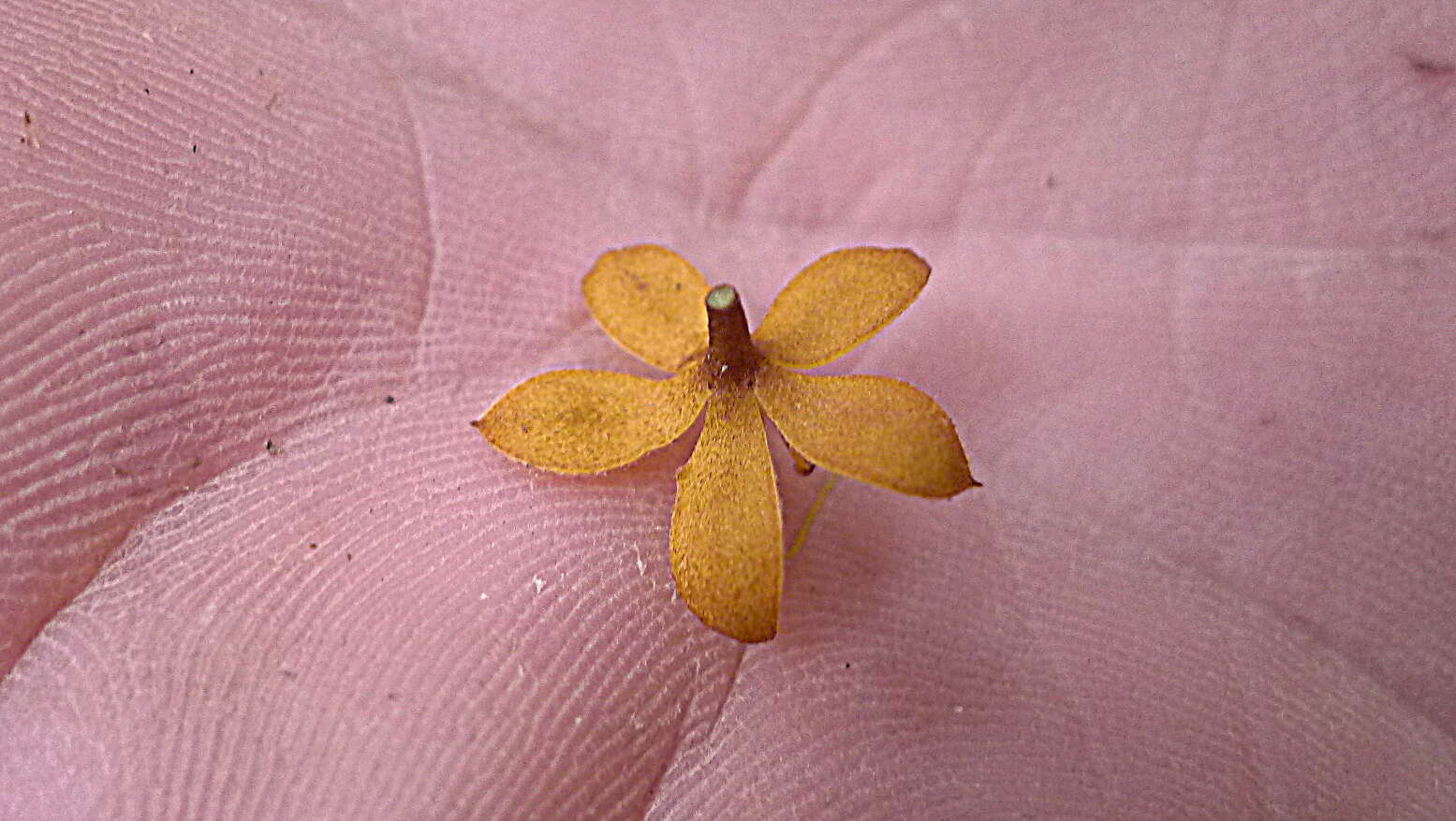 Image de Moldenhawera floribunda Schrad.