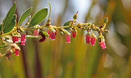 Lyonia lucida (Lam.) C. Koch resmi