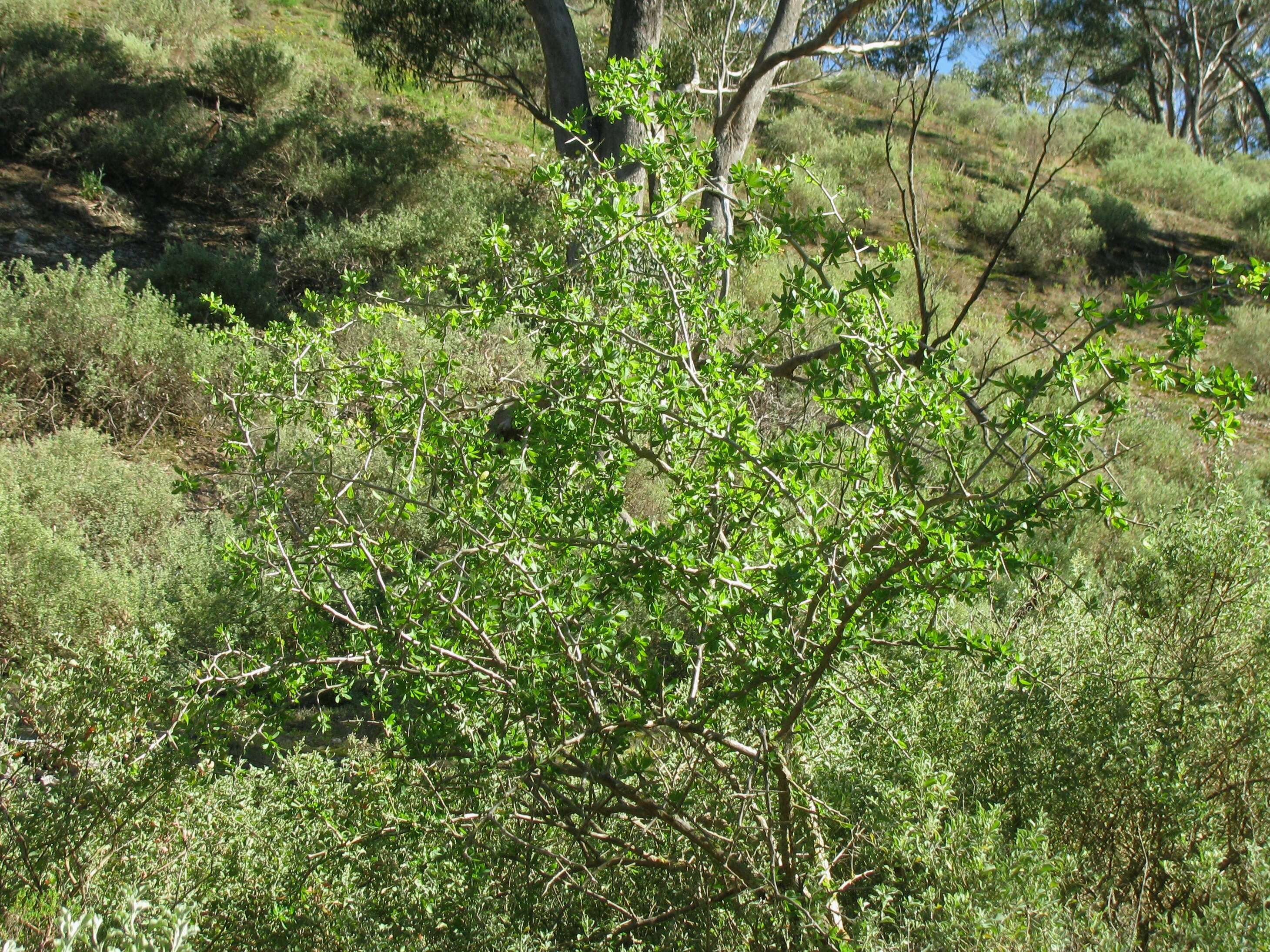 Image of African boxthorn
