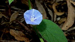 Plancia ëd Jacquemontia sphaerostigma (Cav.) Rusby