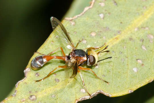 Image of Physocephala australiana Camras 1961