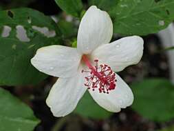 Image of white Kauai rosemallow