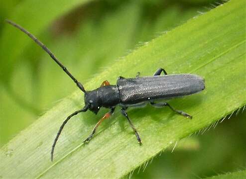 Слика од Phytoecia cylindrica (Linné 1758)