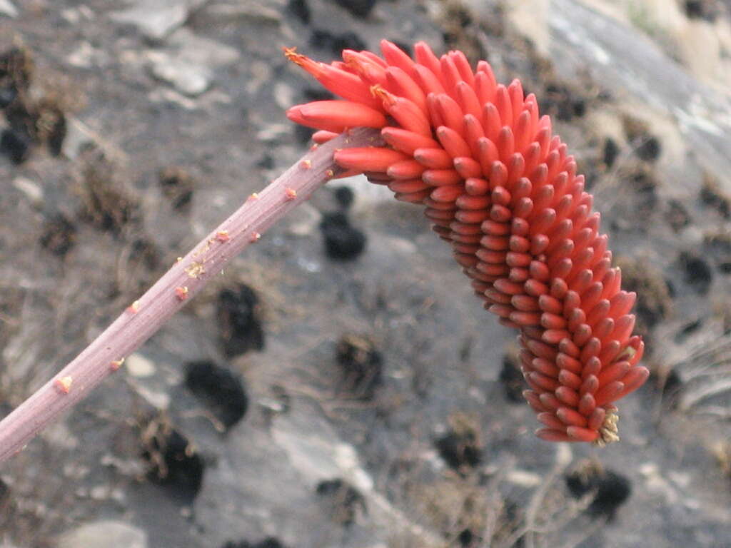 Image of Aloe decurva Reynolds