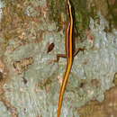 Sivun Lipinia vittigera (Boulenger 1894) kuva