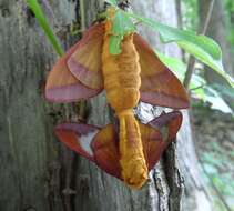 Image of Pink-striped Oakworm