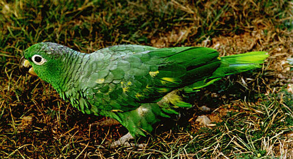 Image of Amazon parrots