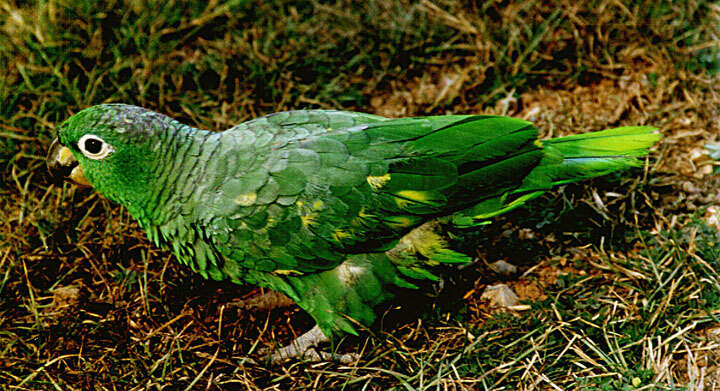 Image of Southern Mealy Amazon