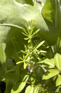 Image of Goosegrass