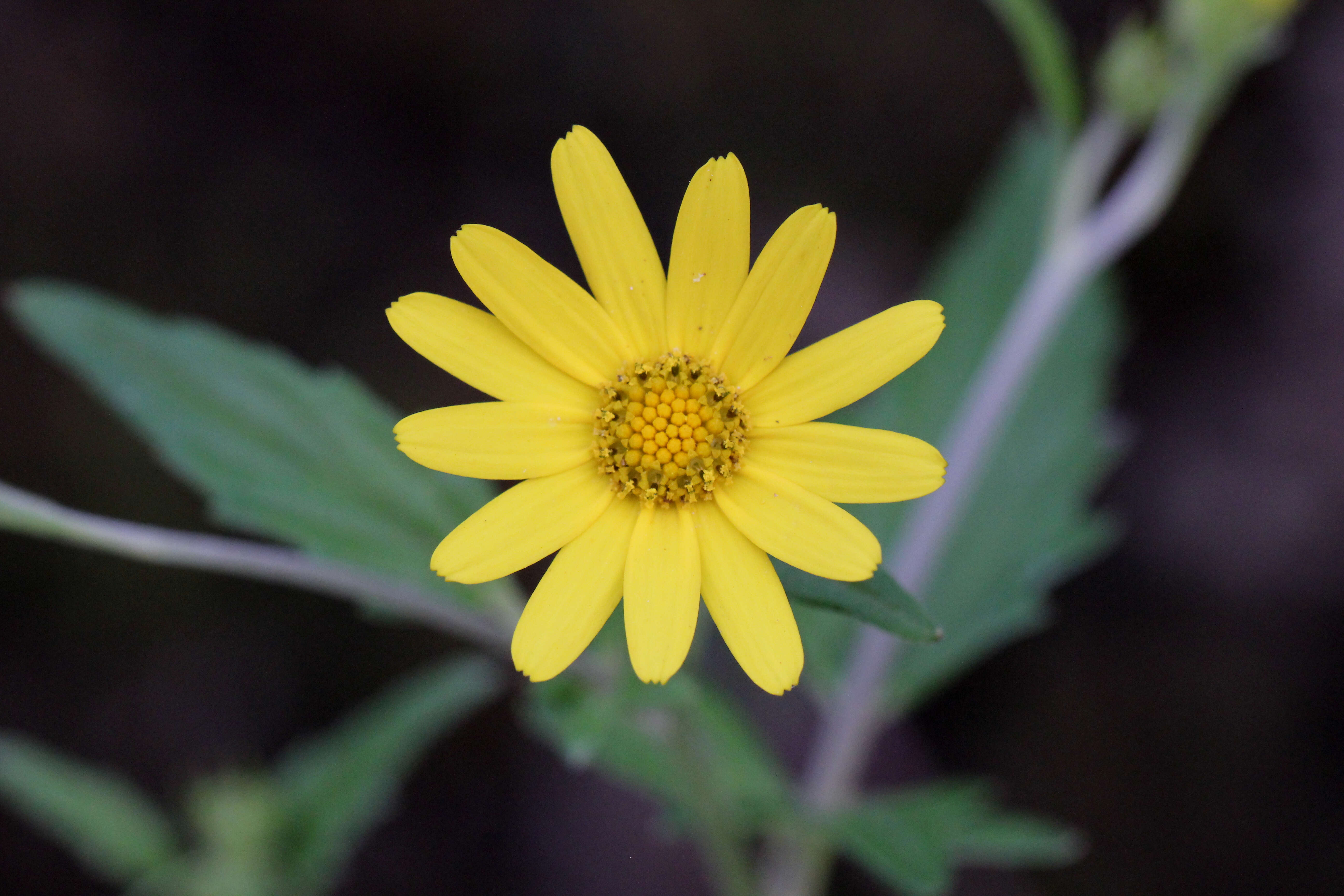 Image of Senecio bombayensis Balakr.