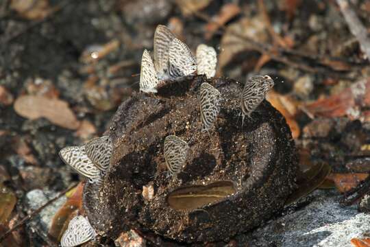 Image of Leptotes