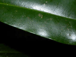Image of pleodendron