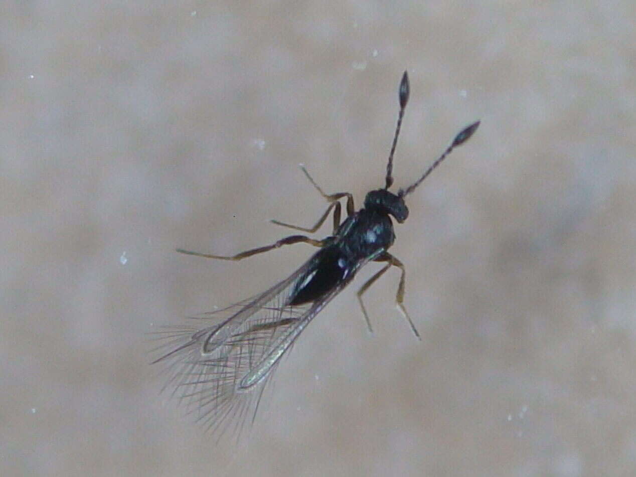 Image of fairyflies