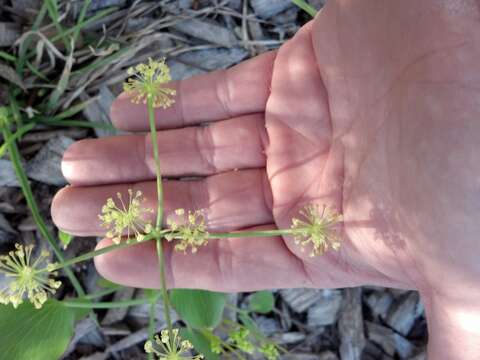 Image of barestem biscuitroot