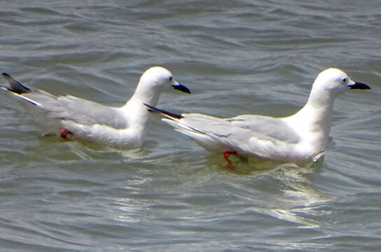 Image of Hooded gulls