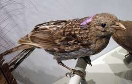 Image of Great Bowerbird