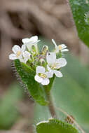 Image of <i>Arabis ciliata</i> var. <i>hirta</i>
