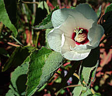 Image of Hibiscus lasiocarpos var. occidentalis A. Gray