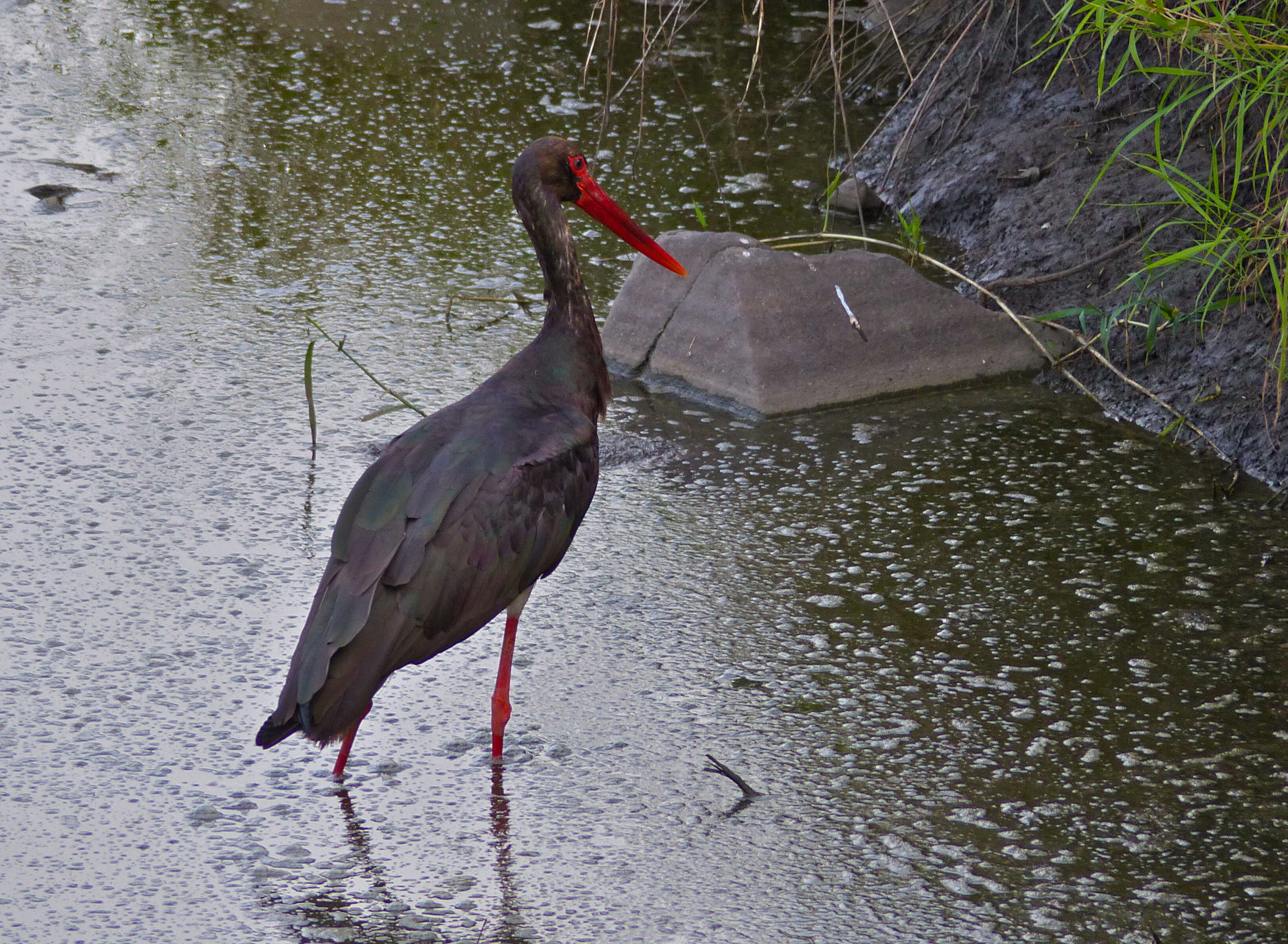 Image of Black Stork