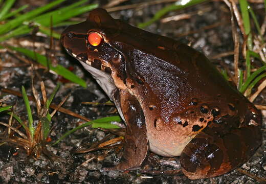 Image of Neotropical Grass Frogs