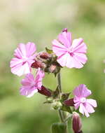 Image of red catchfly