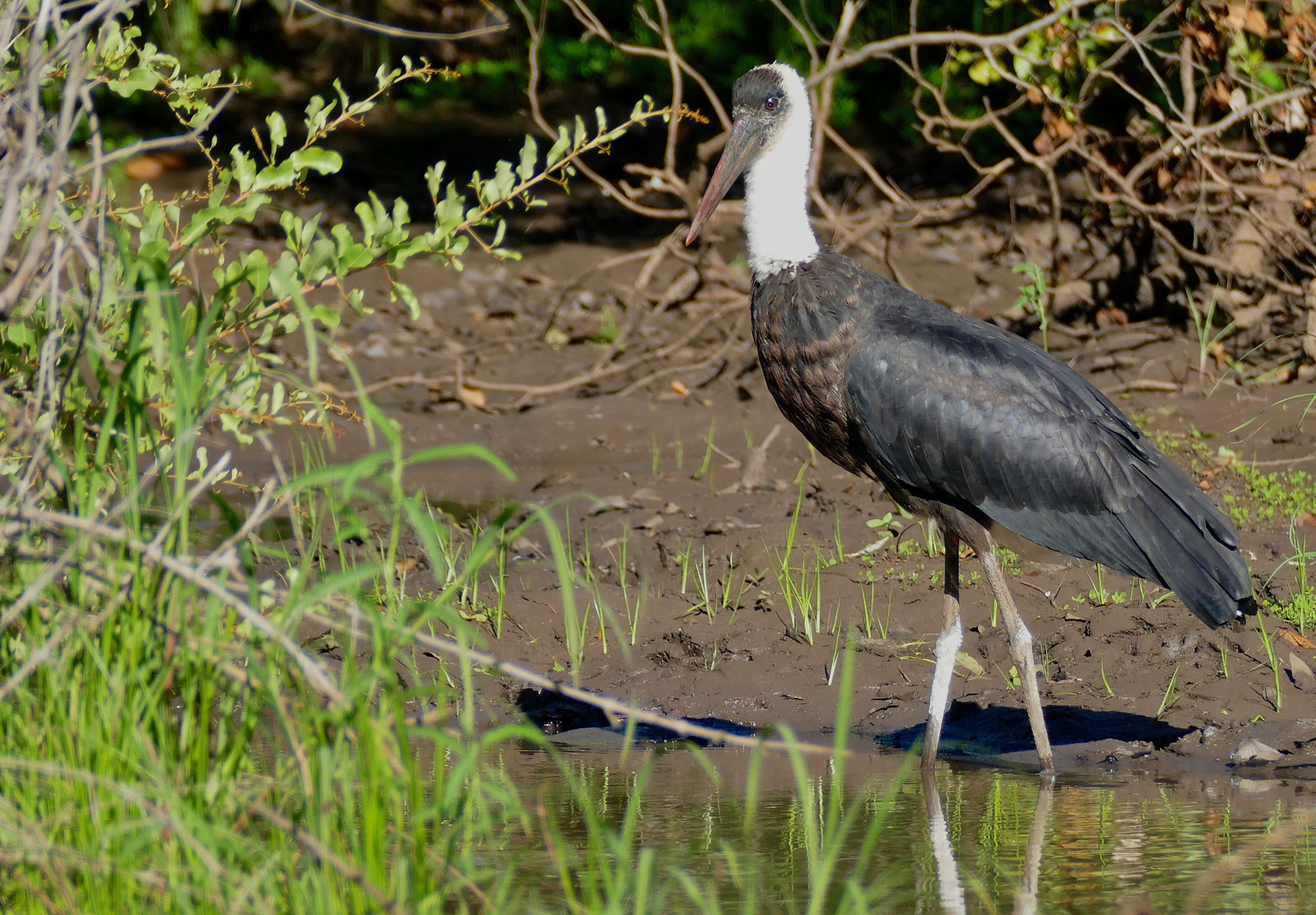 Image of Asian Woolly-necked Stork