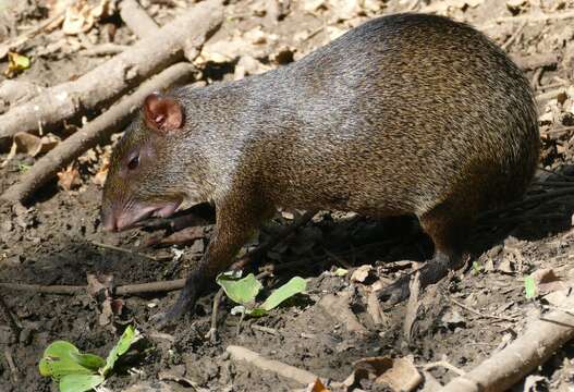 Image of Common agouti