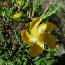 Слика од Hypericum laricifolium Juss.