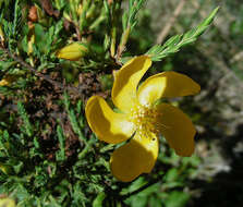 Sivun Hypericum laricifolium Juss. kuva