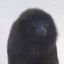 Image of Coppery Titi Monkey