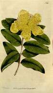 صورة Hypericum calycinum L.