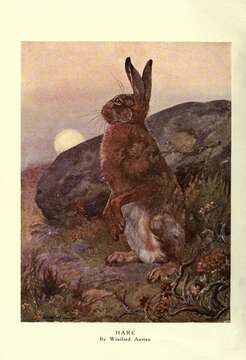 Image of hare