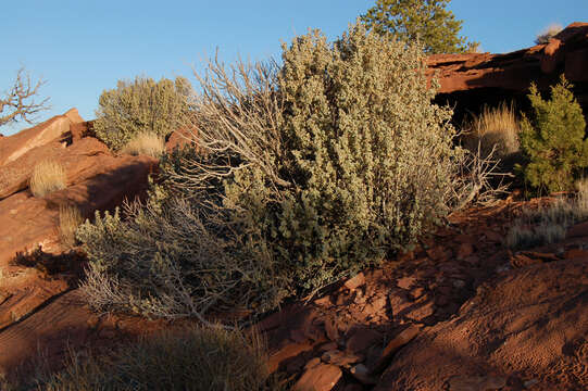 Image of roundleaf buffaloberry