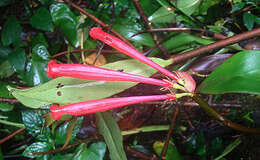 Image of Hillia triflora (Oerst.) C. M. Taylor