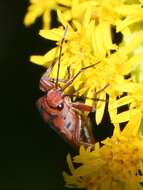 Image of Graptostethus varipictus Slater Alex 1985